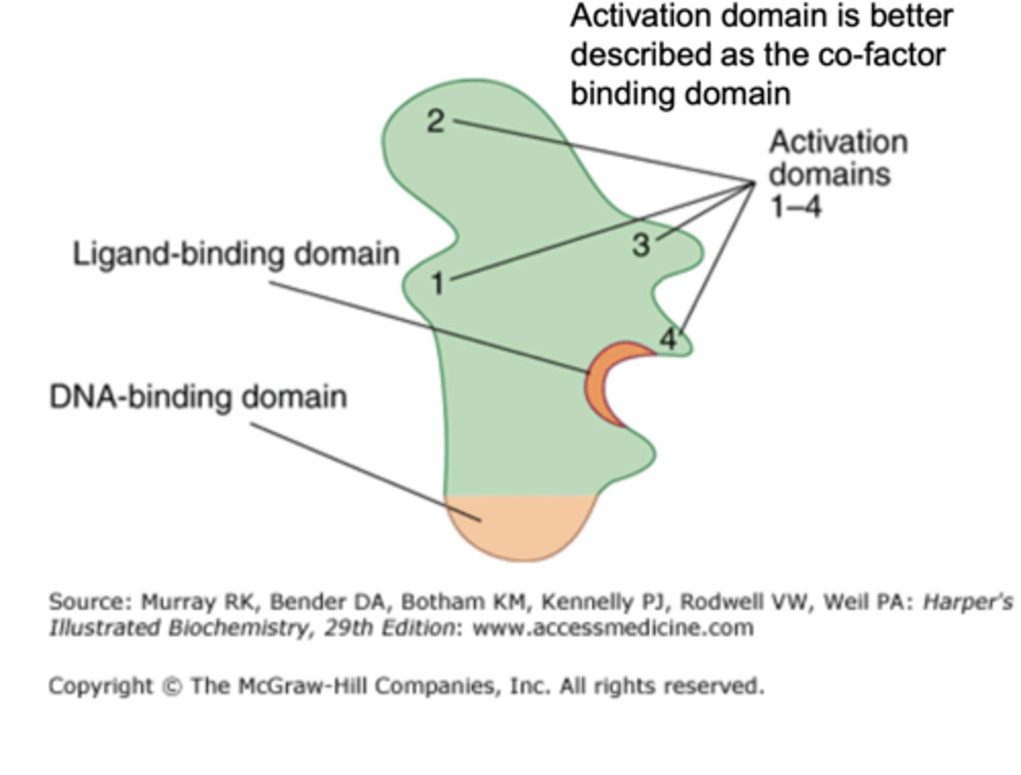 <p>DNA-binding domain, ligand-binding domain, and activation/co-factor-binding domain</p>