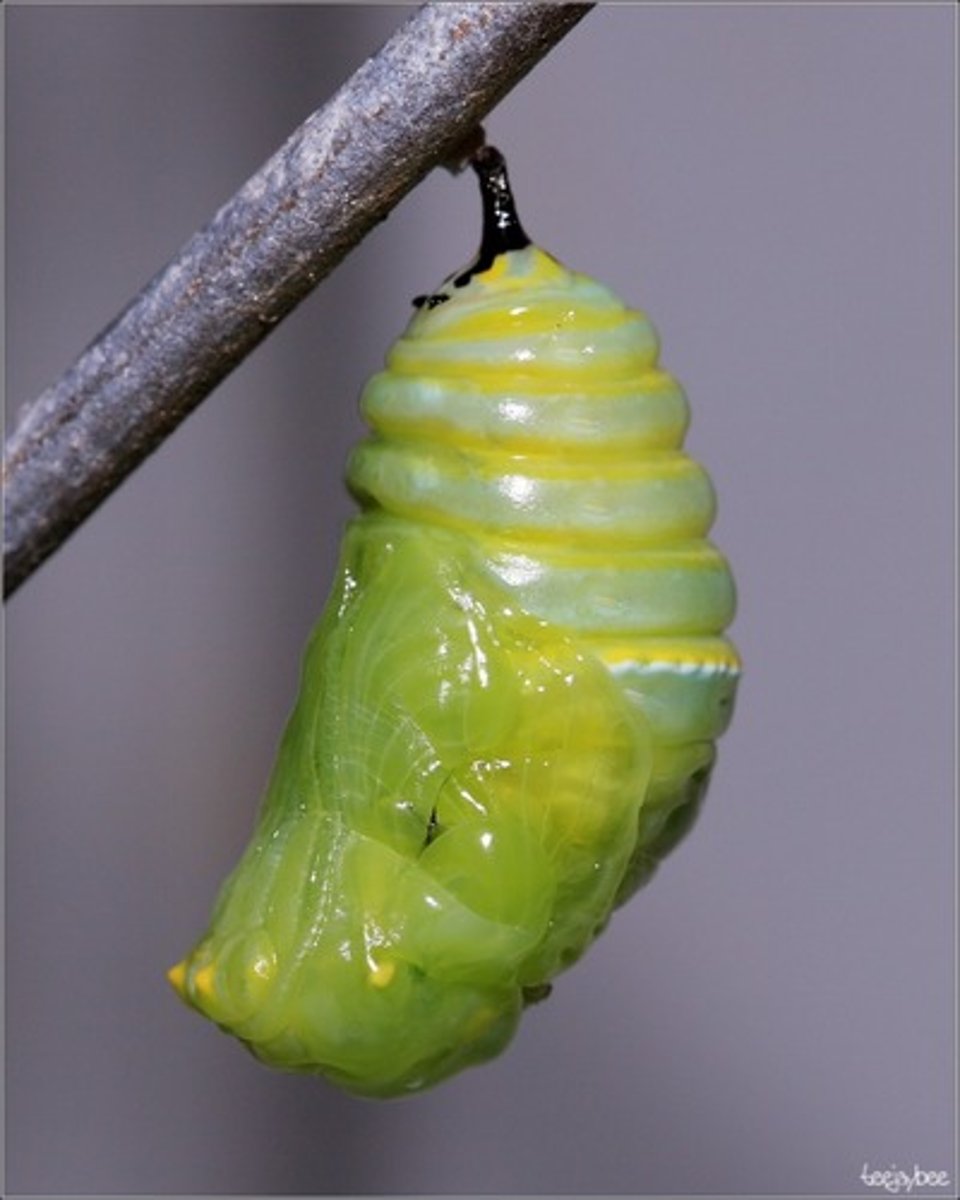 <p>the life stage of an insect between larva and adult, often resting inside a shell</p>