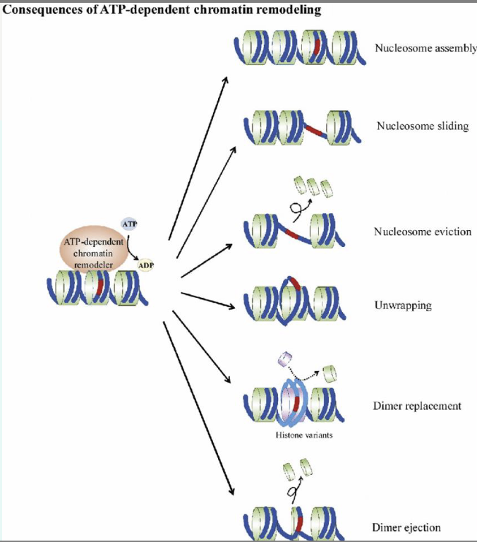 <p>ATP-dependent chromatin remodelling complexes - move, eject or restructure the nucleosome</p><p></p><p>covalent <strong>histone modifications </strong>by specific enzymes</p><p>• Histone acetyltransferases (HATs),</p><p>deacetylases (HDAC), methyltransferases</p><p>(HMT), and kinases</p><p>• Exposes promotor sequences → transcription</p><p>machinery can be easily accessed.</p><p>• Increases the frequency of transcription</p>
