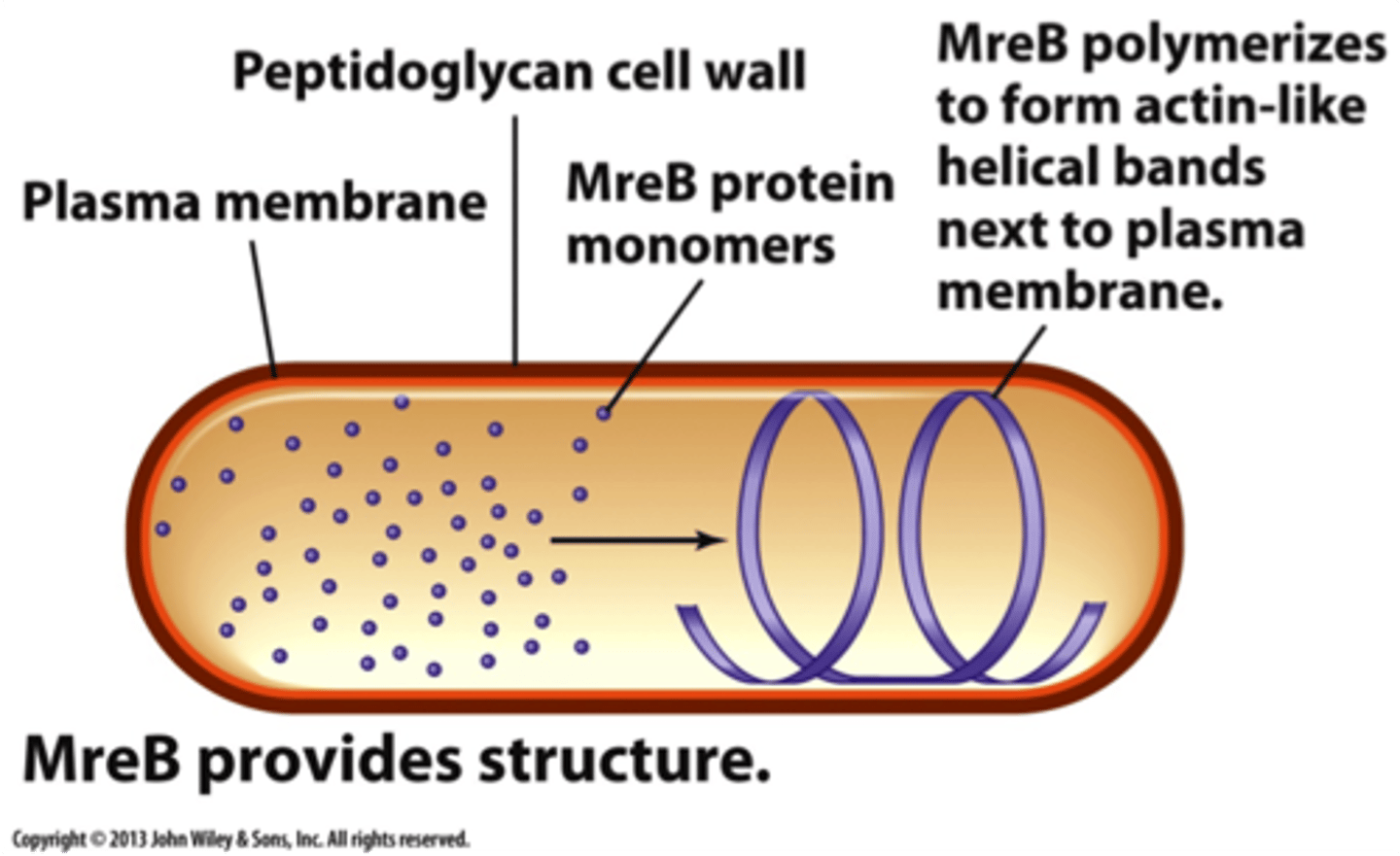<p>Prokaryotic microfilaments (actin filaments) that form a corkscrew shape and support the physical structure of the cell</p>