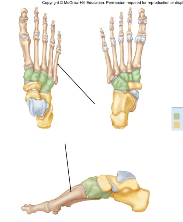 Name the series of bones indicated on the figure of the foot.