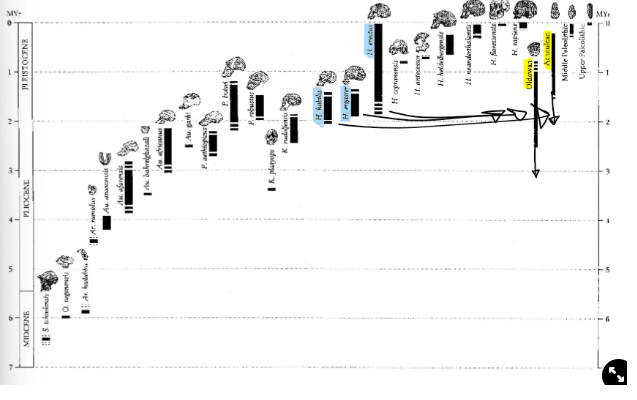 <ul><li><p><strong>Archeulean tools coinciding with Homo </strong>habilis, ergaster, erectus and then there are <strong>step-wise changes in tools</strong>: </p></li><li><p><strong>Africa, Asia and Europe are out of step with tools and are not connected:</strong><img src="https://knowt-user-attachments.s3.amazonaws.com/731307ac-2f9f-420c-b2b9-159359cf7530.jpeg">→ detail increases with newer tools</p></li><li><p>Classified different technologies and tried to date them→ is hard due to interconnectivity e.g. one population dropping tool and other population taking it and it spreading then</p></li></ul>