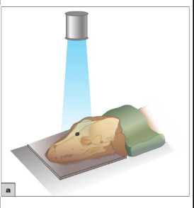 <ul><li><p>Ensure nose parallel to plate —&gt; use small foam wedge under muzzle </p></li><li><p>Sandbag over neck <em>(keep out of primary beam)</em></p></li></ul><p></p>