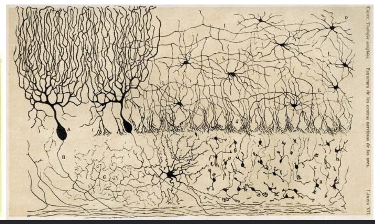 <p>Stained neurons to visualize them</p>