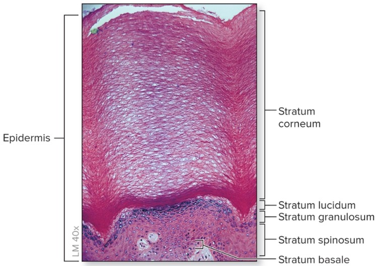 <p>What is thick skin?</p>