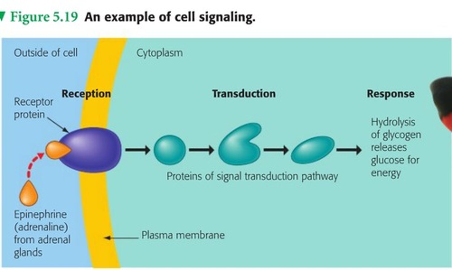 <p>A series of molecular events and interactions that lead to a cellular response following the binding of a signaling molecule to a receptor.</p>