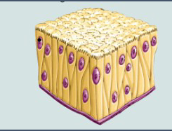 <ul><li><p>Appears to be multilayered</p></li><li><p>Squished together</p></li><li><p>All cells anchored to the BM</p></li></ul><p></p>