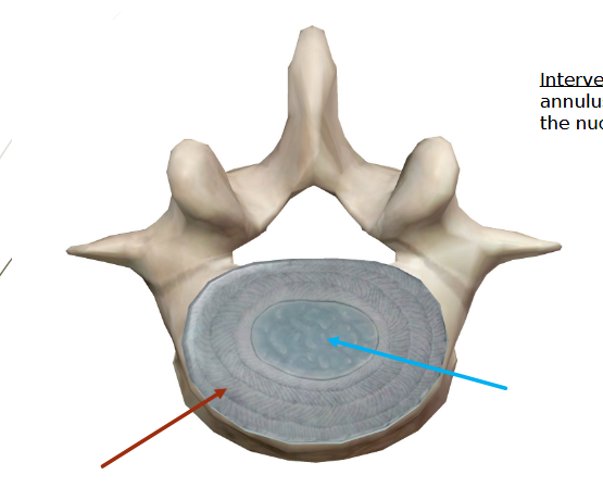 <p><strong>Intervertebral Discs of the Cervicale Spine</strong></p>