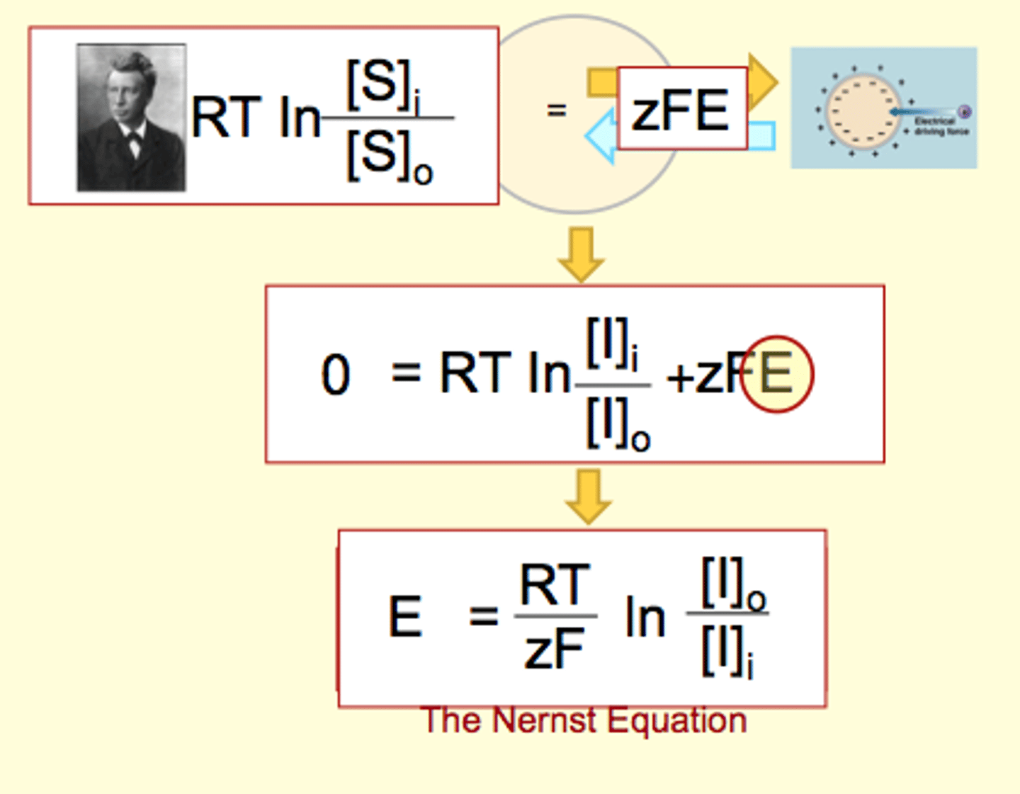 <p>El = equilibrium potential of ion l</p><p>Z = valence of ion l</p><p>[I]o = ECF concentration of ion l</p><p>[I]i = ICF concentration of ion l</p><p>T = absolute temperature (K)</p><p>R = universal gas constant (0.082 l·atm/mole·K)</p><p>F = Faraday's constant (9.54x104 joules/volt·mole)</p><p>picture: sets delta G = 0 (@ equilibrium)</p><p>solve charge across membrane that makes delta G = 0 (ie. no net flux, electrical and chemical driving force are equal and opposite)</p><p>Nernst equation: El = (61 mV /z ) log ([I]o/[I]l]</p>