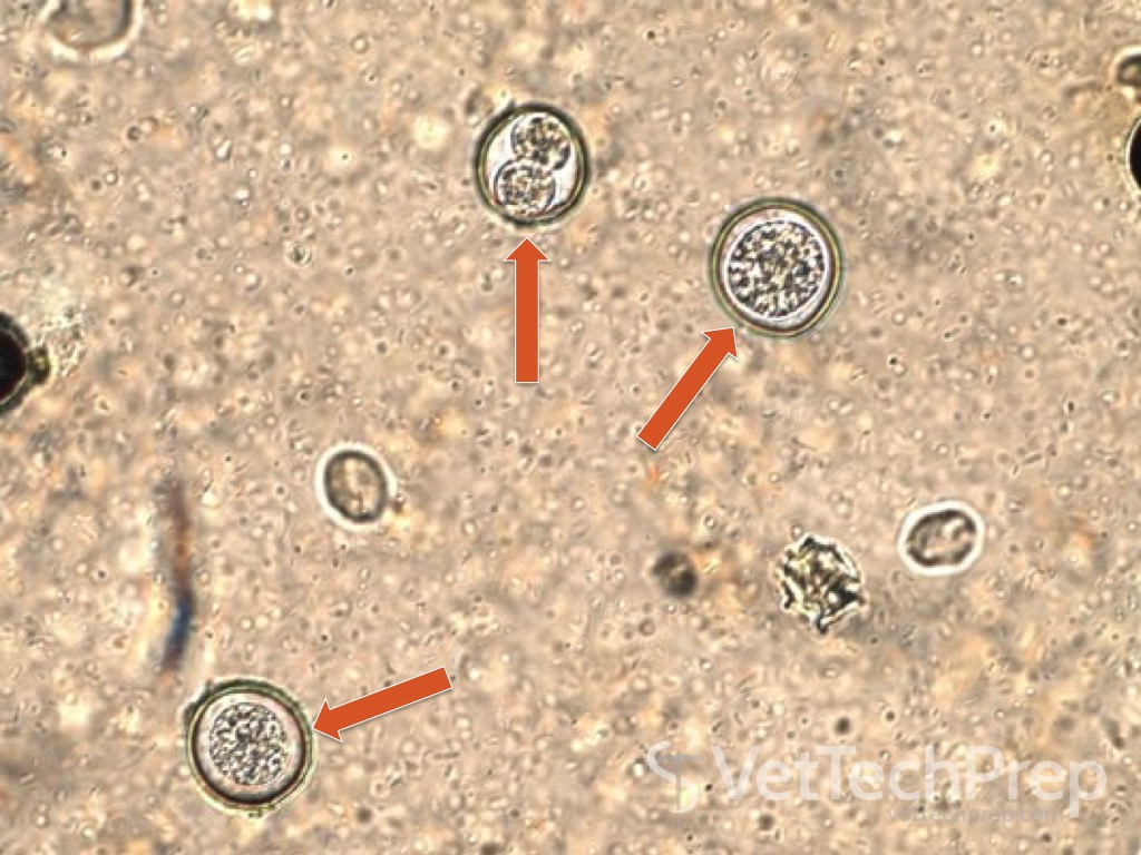 <p>what parasite is this?</p><p>is it zoonotic?</p><p>whats its scientific name?</p>