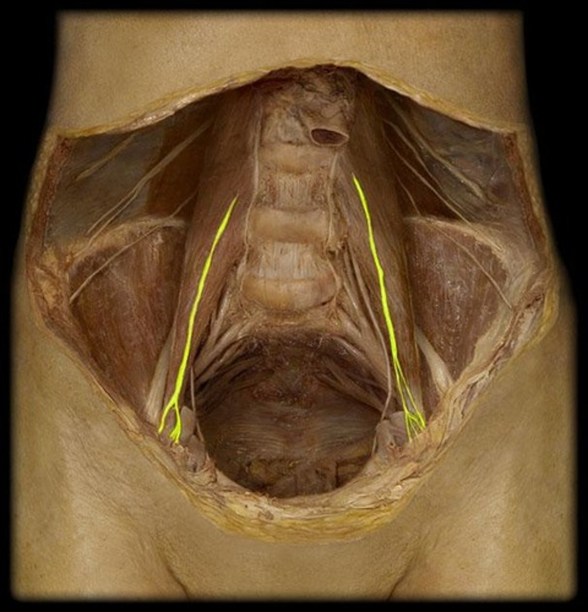 <p>Lumbar spinal nerve L2</p>