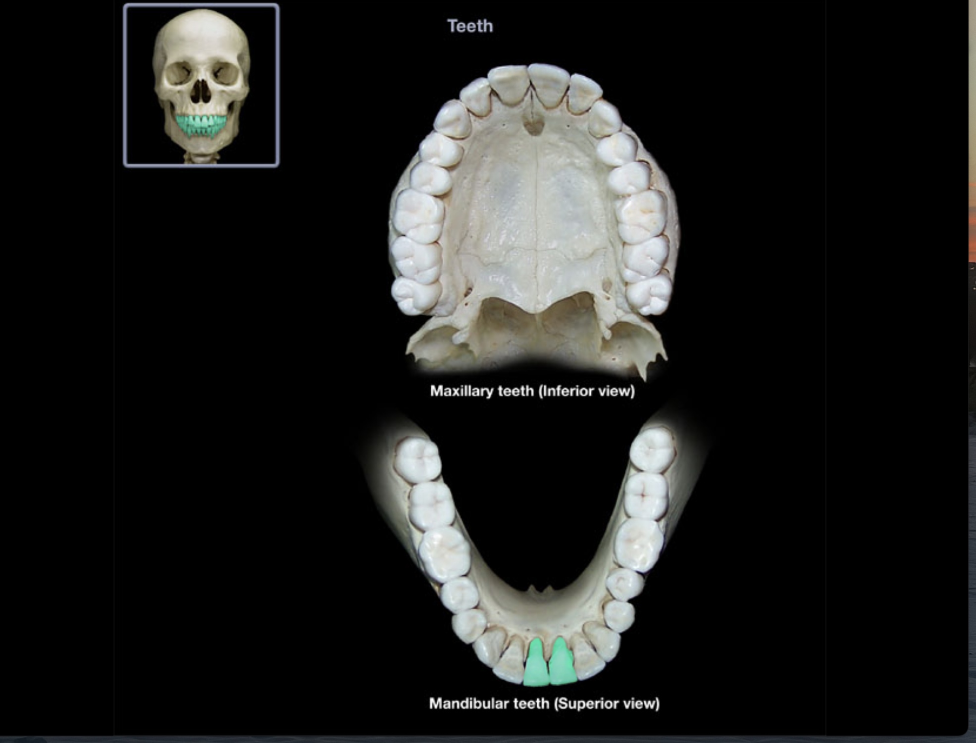 knowt flashcard image