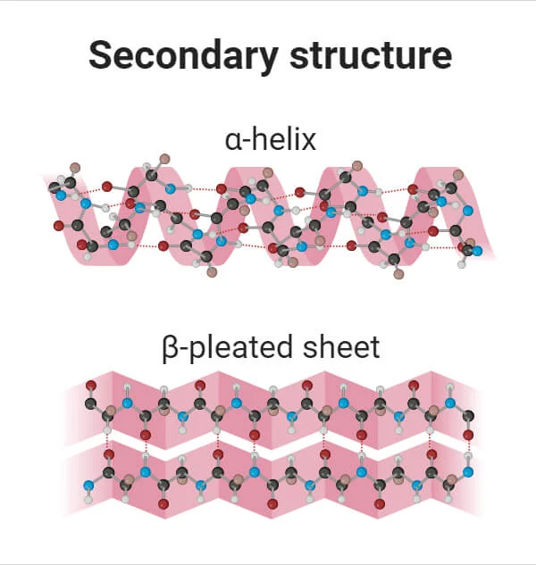 <p>folding patterns of the polypeptides (alpha-helix or beta-pleated sheets)</p>