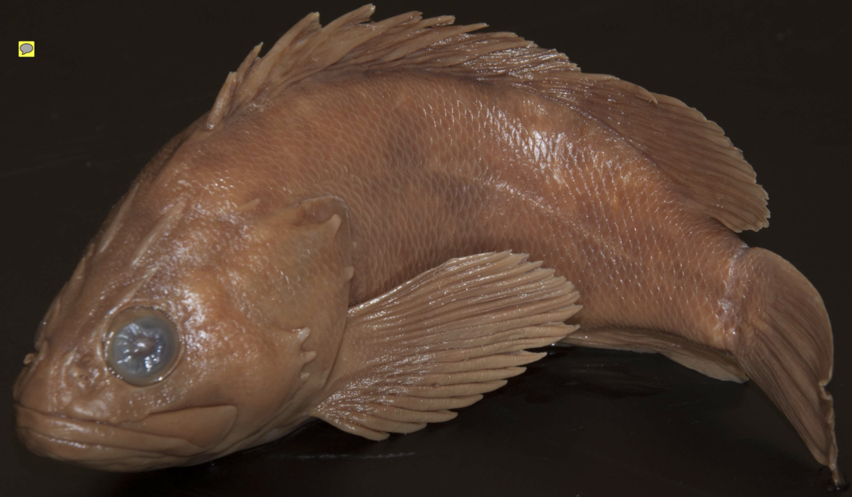 <p>!</p><p>phylum</p><p>subphylum</p><p>superclass</p><p>class</p><p>subclass</p><p>infraclass</p><p>order</p><p>family</p>