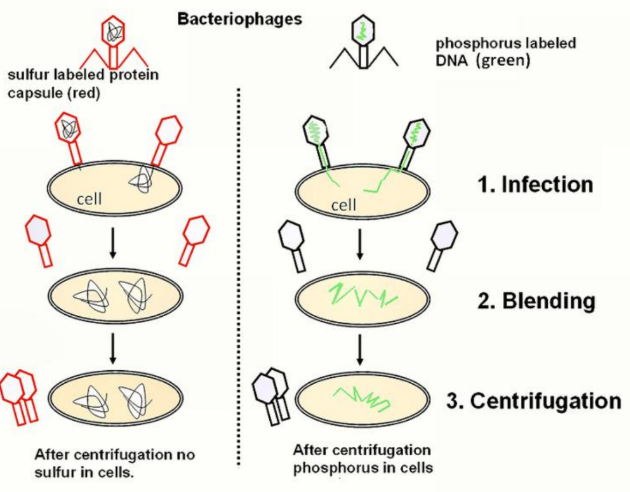 <ul><li><p>Bacteriophages were labeled with sulfur to track protein or with phosphorus to track DNA, then allowed to infect cells.</p></li><li><p>After centrifugation, sulfur-labeled protein was not found in cells, while phosphorus-labeled DNA was found in cells.</p></li></ul><p></p>