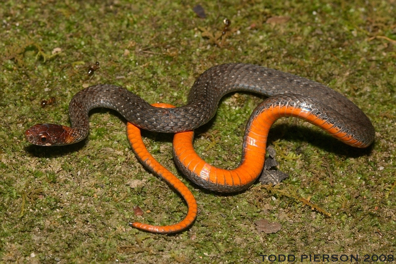 <p>Family Colubridae</p><p>Latin: Storeria occipitomaculata</p><p>Red-bellied Snake</p>
