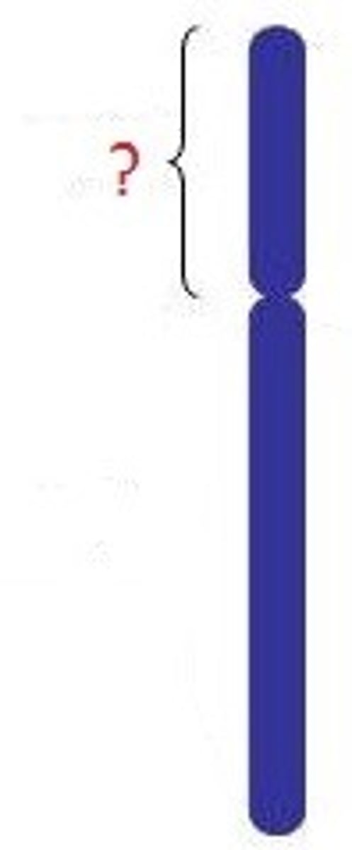 <p>short arm of chromosome</p>