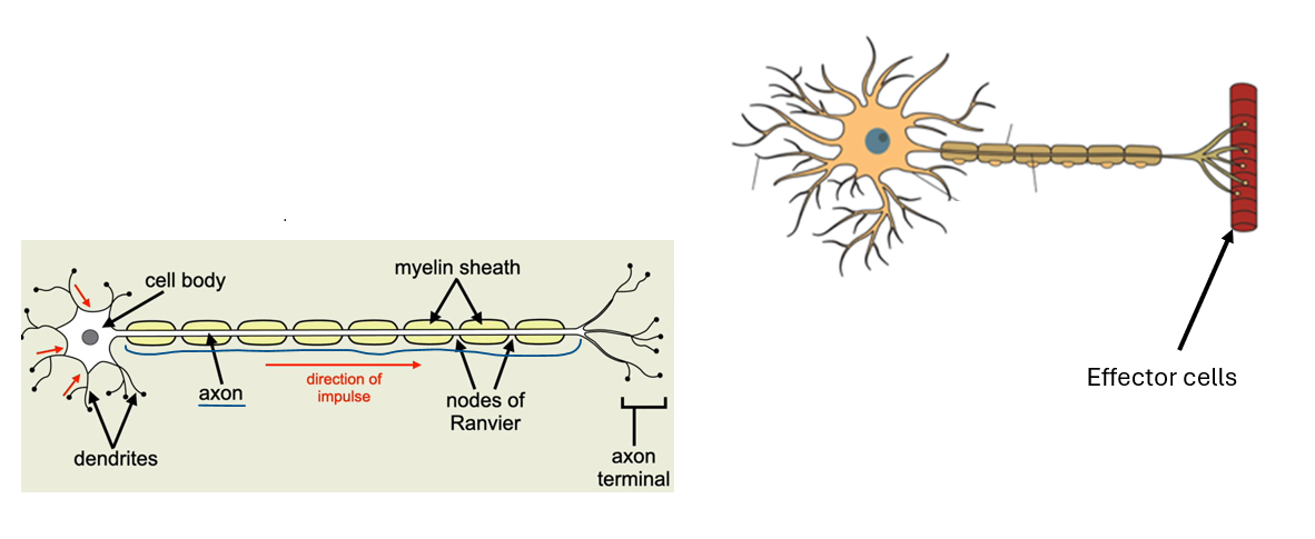 <p>[long axon]</p>