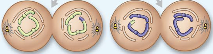 <p><span style="color: green">Télophase II</span></p>