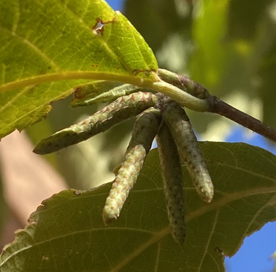 <p><em>Ostrya virginiana </em>(Betulaceae)</p>