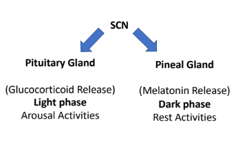 <p>The SCN regulates behaviour, including waking and sleeping, by controlling activity levels in other brain areas and secretory glands such as the pituitary and the pineal gland</p>
