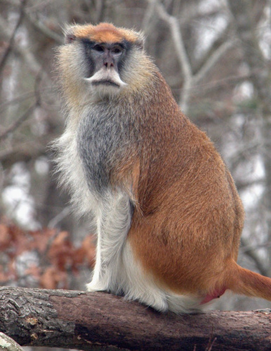 <p>patas monkey</p>