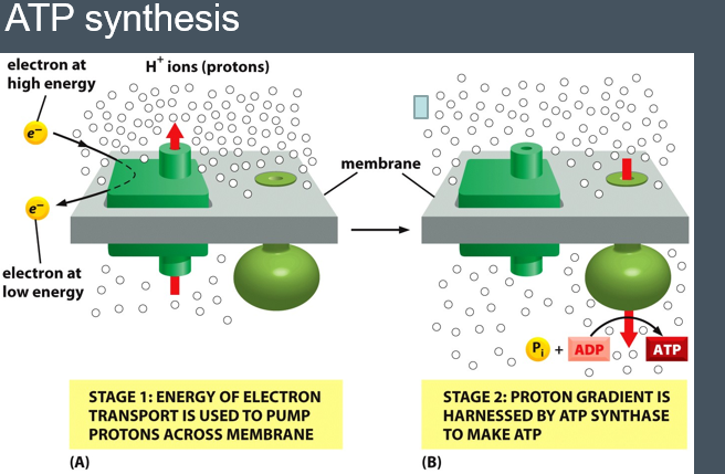 <ul><li><p>the proton gradient between the matrix and the intermembrane space is what drives the ATP synthesis </p></li><li><p>the protons are transferred from the intermembrane space through  the ATP synthase in to the matrix again.</p></li><li><p>The energy from this transport is used to bind the phosphate to the ADP to make ATP </p></li></ul><p></p>
