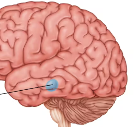 <ul><li><p>two lima-bean-sized neural clusters in the limbic system</p></li><li><p>linked to emotion</p></li></ul><p></p>