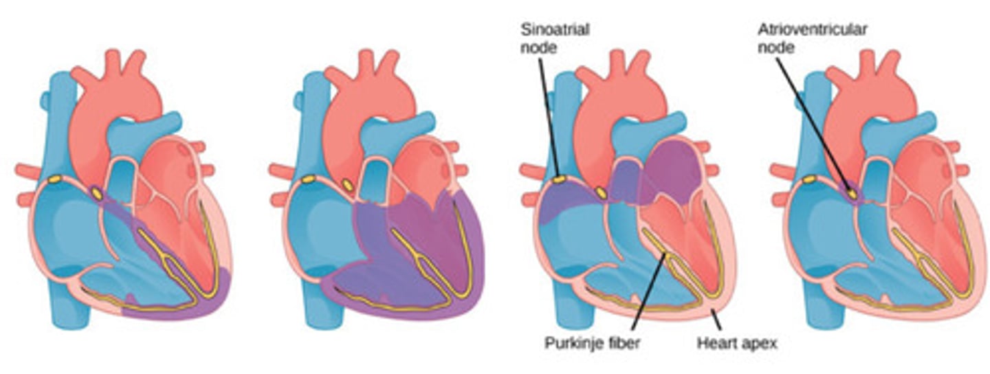 <p>label each complex left to right</p>
