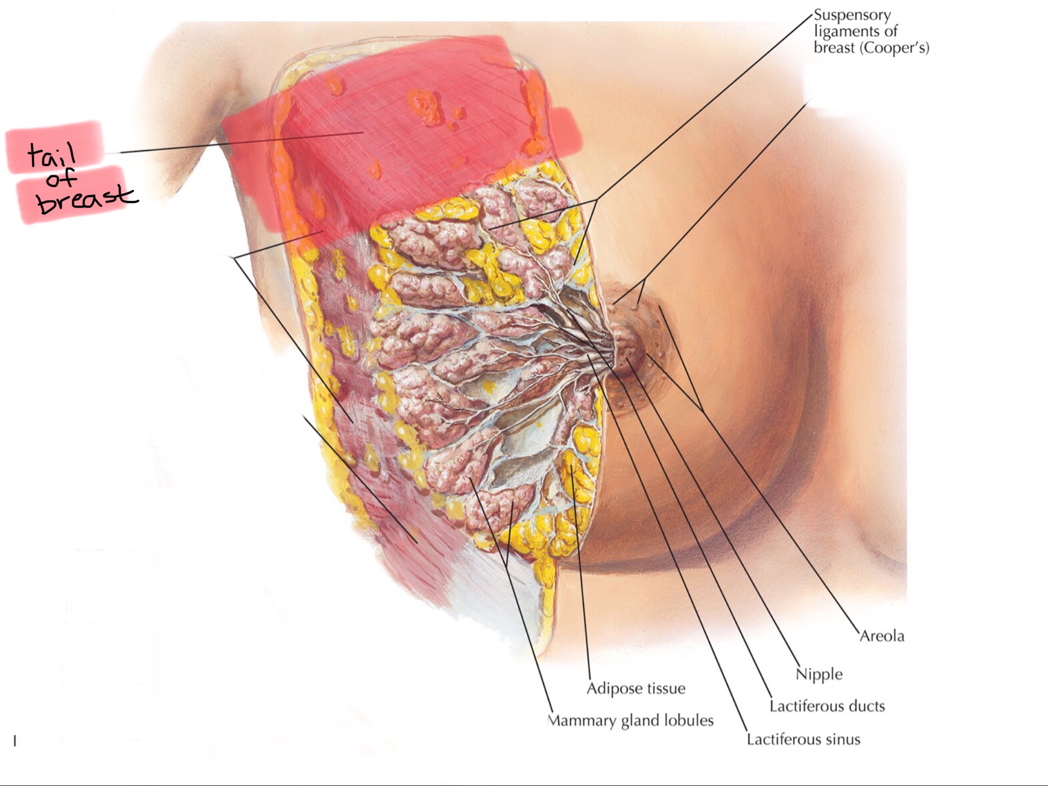 knowt flashcard image