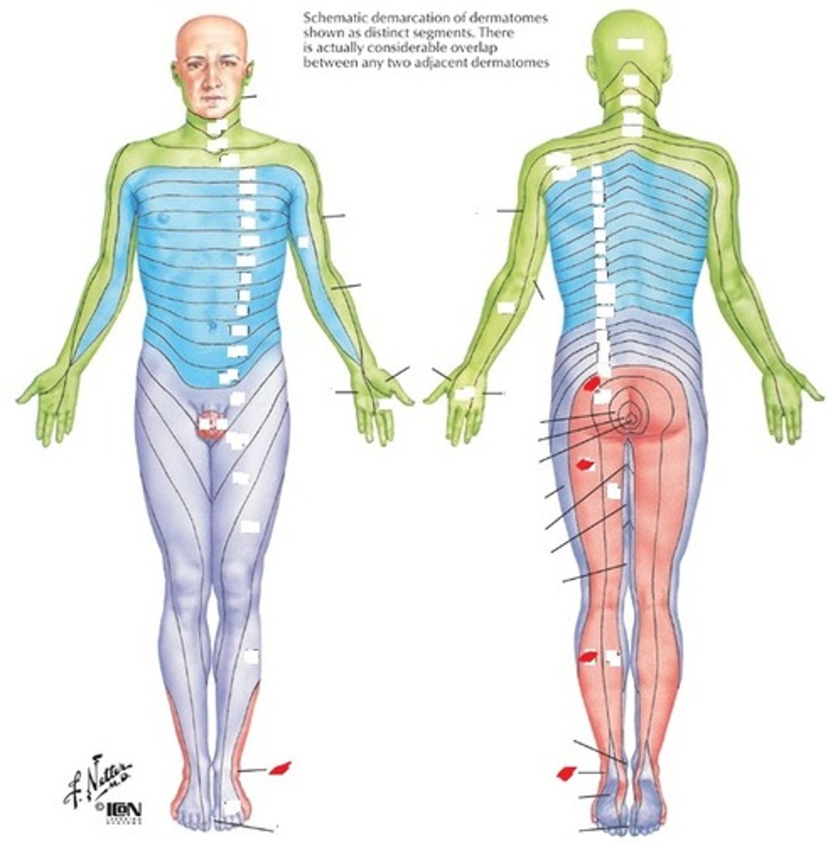 <p>Lateral foot, heel</p>