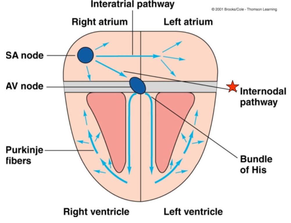 <p>pathway of specialized, cardiac cells that conducts pacemaker activity from the SA node to the AV node</p>