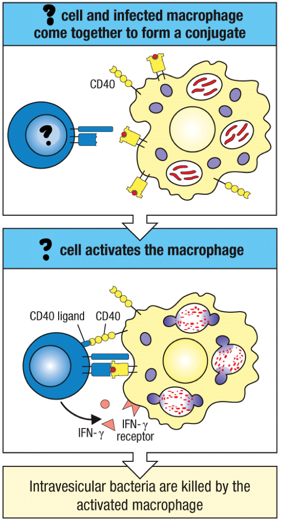<p>effector CD4 T cell that activates macrophages to suppress intracellular infections by fusing phagosomes more efficiently with lysosomes and increasing the synthesis of microbicidal molecules, such as oxygen radicals and nitric oxide; produces inflammatory cytokines</p>