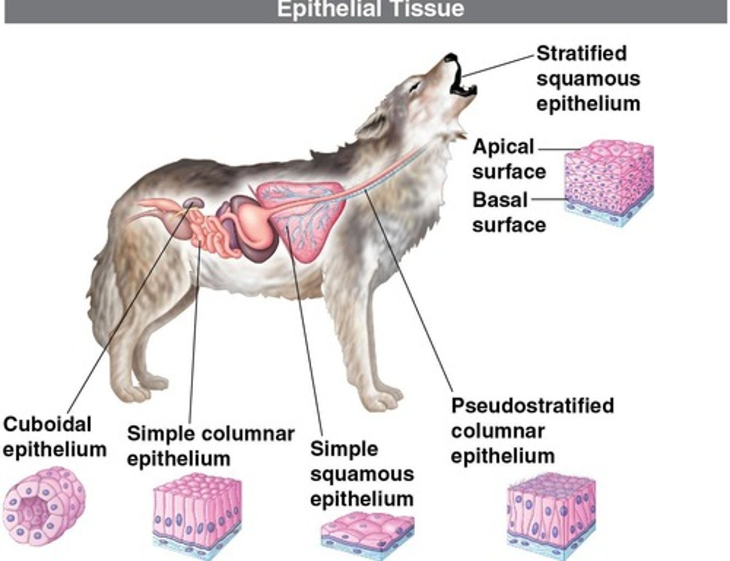 <p>Epithelial, Connective, Muscle, Nervous.</p>