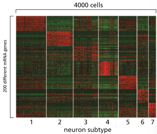 <p>uses different colors to indicate high and low expression to display gene expression data</p>