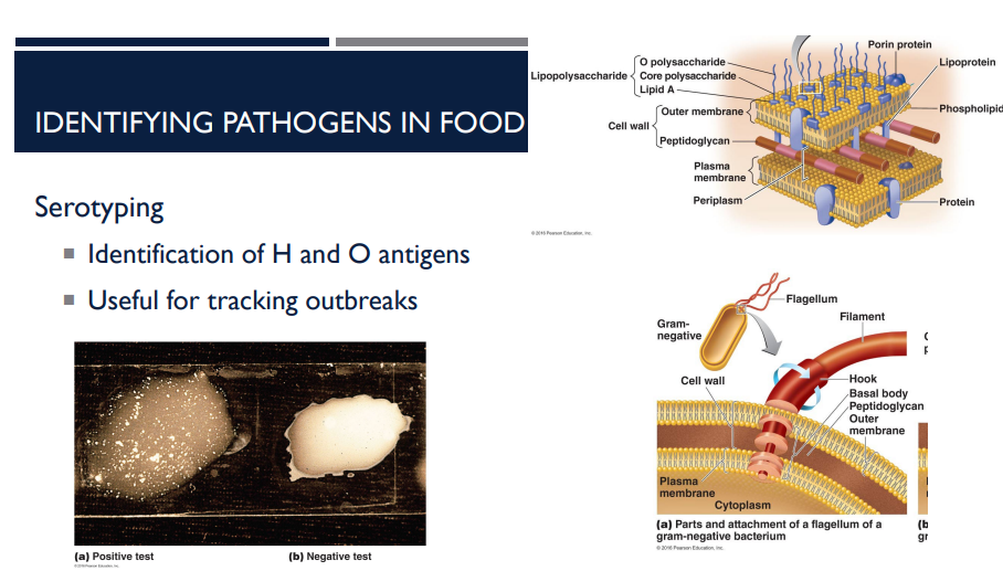 <p>Serotyping is a method of identifying pathogens in food. Explain what it does. </p>