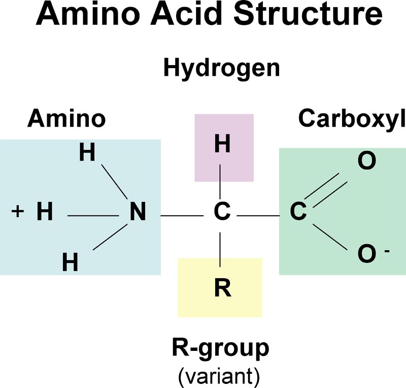 * synthesized from 20 amino acids
* composed of 1 or more polypeptides
* one string of amino acids linked together by peptide bonds
* amino acid structure