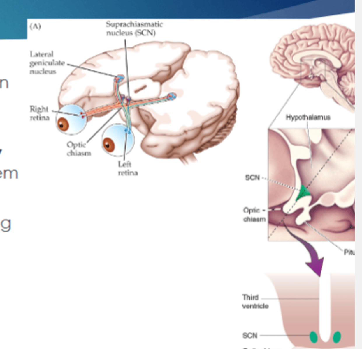 <p>photosensitive retinal ganglion cells, which allows them to reset the circadian clock</p>