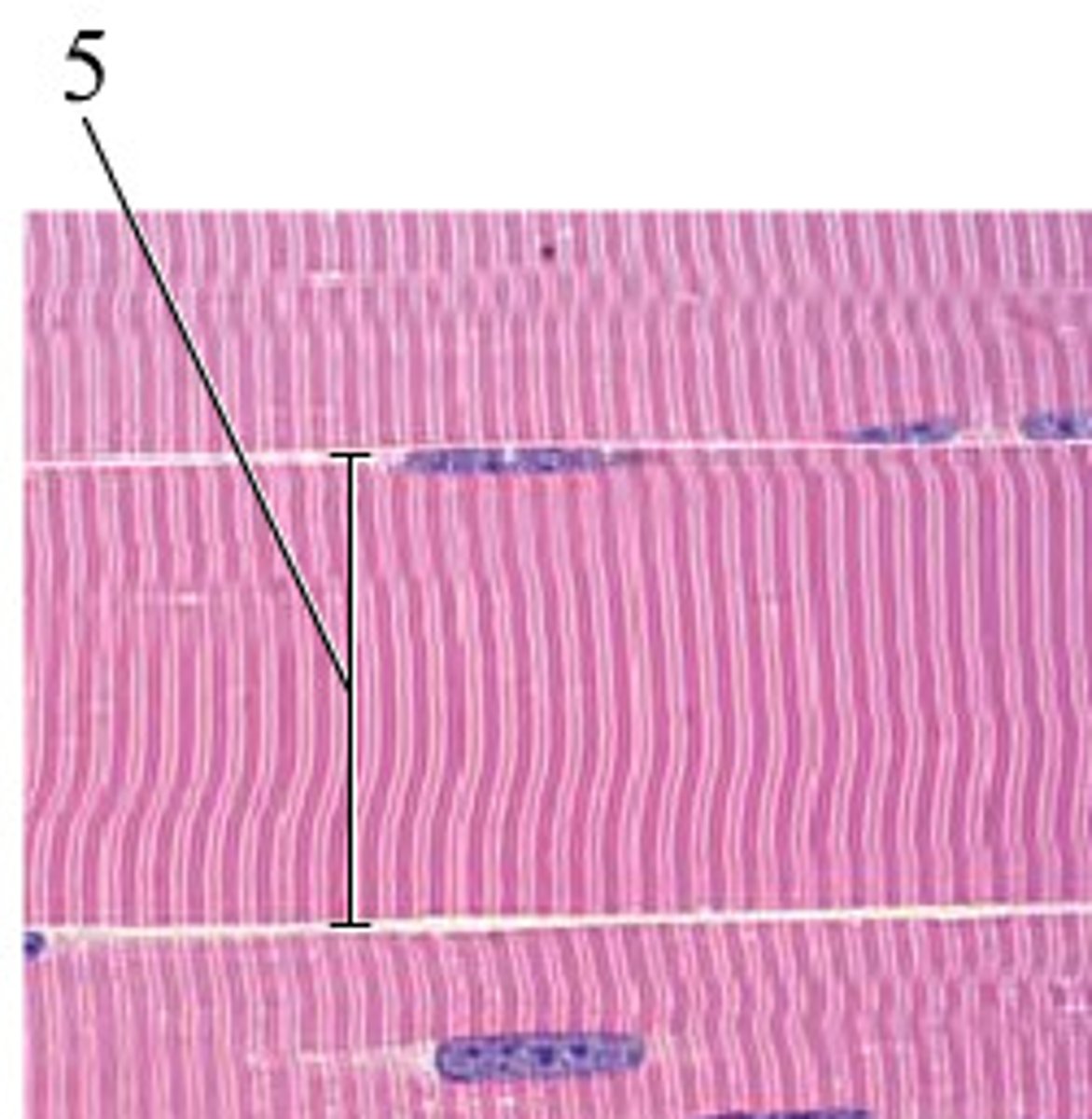 <p>a single cell that contracts in response to stimulation and then relaxes when the stimulation ends</p>
