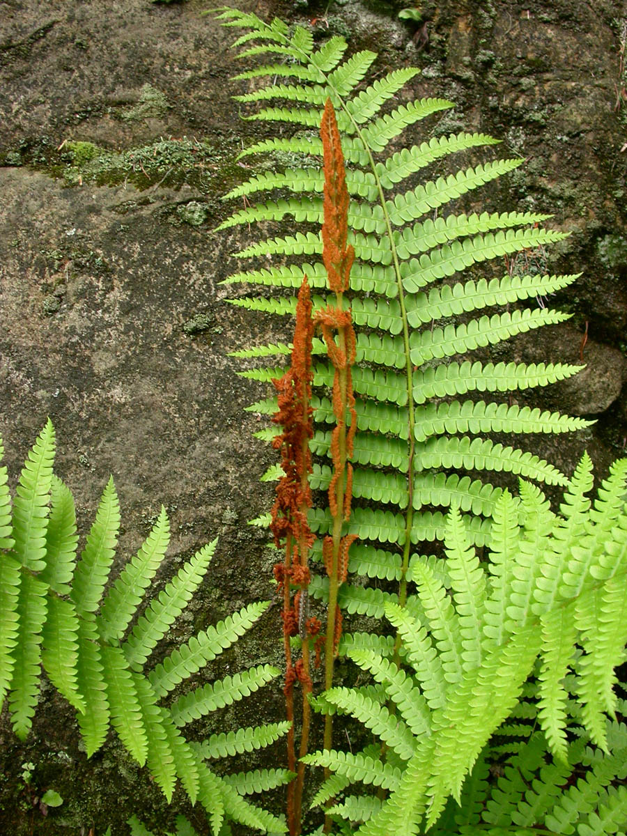 <p>Cinnamon fern</p>