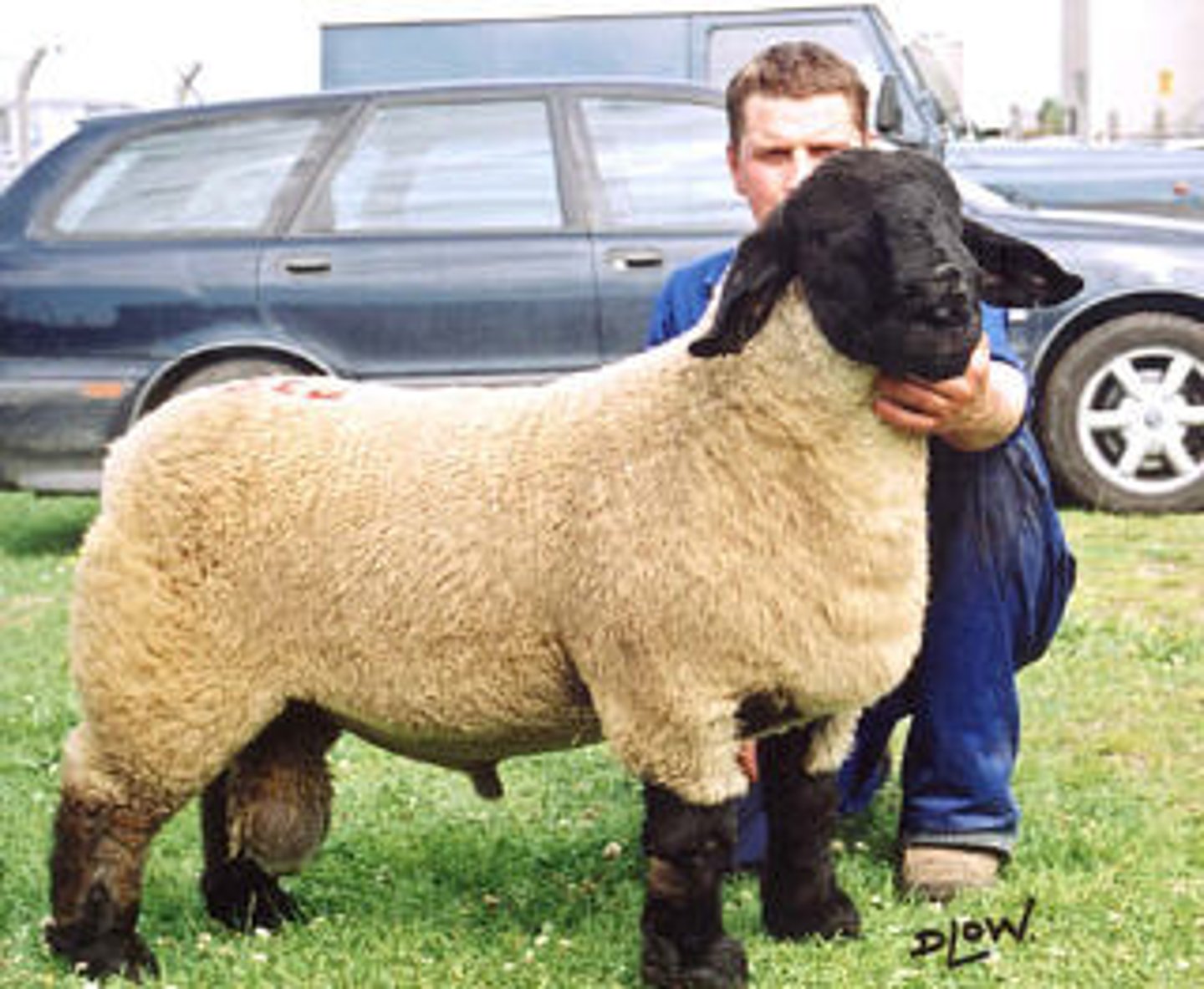 <p>Black head and legs free from wool</p><p>Largest breed in U.S.</p><p>Used as terminal sire in market lamb production</p><p>Light fleece</p>