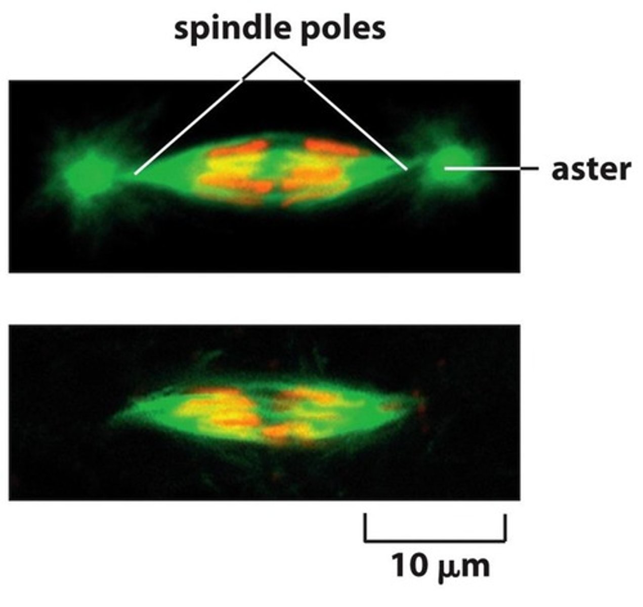 <p>Organizes microtubules during cell division, the complex of tubulin proteins from which the mitotic spindle grows</p>