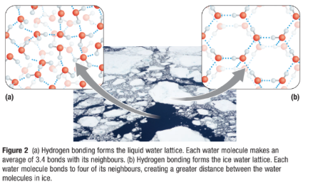 <ul><li><p><span>Water lattice is a rigid crystalline structure&nbsp;</span></p></li><li><p><span>Each water molecule in ice forms four hydrogen bonds with neighboring water molecules&nbsp;</span></p></li><li><p><span>This spaces water molecules farther apart that in liquid, so ice is less dense</span></p></li></ul><p></p>