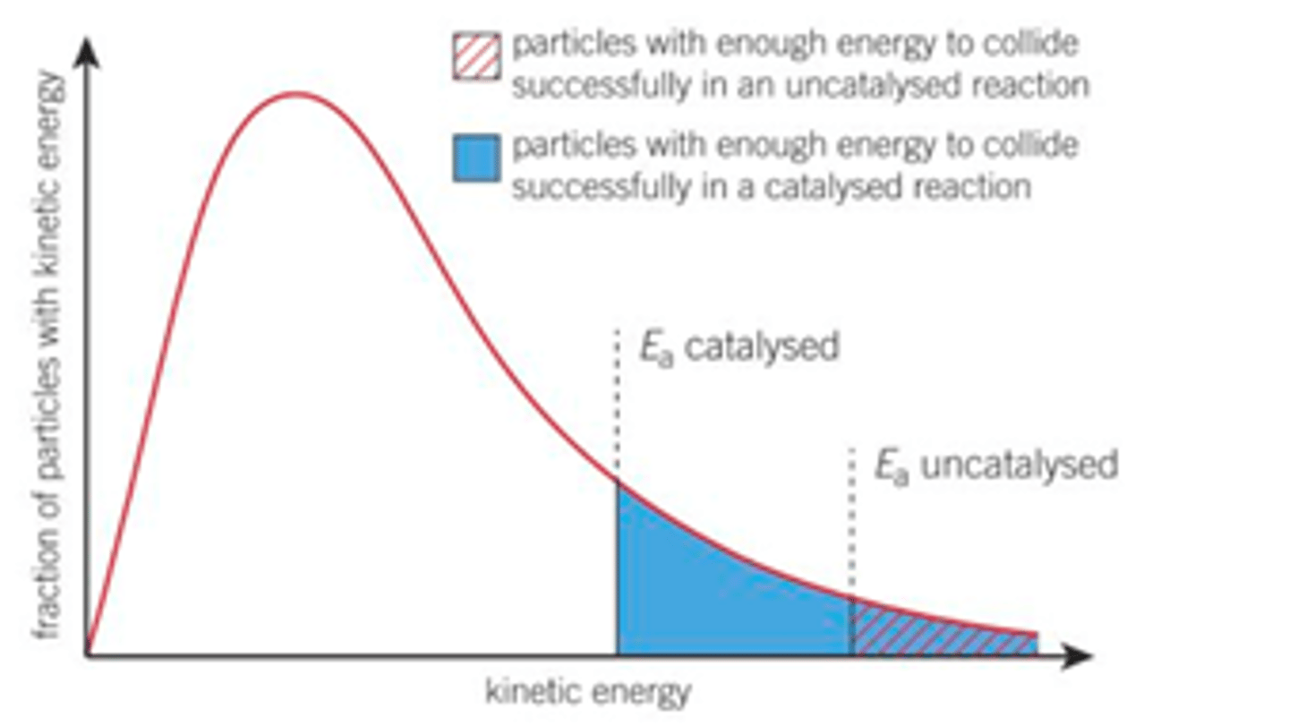 <p>EXAM TIP- when drawing the Boltzmann distribution the energy distribution of the graph stays the same, the location of Ea changes so the area past Ea is greater- greater area means more particles have greater than or equal to activation energy</p>
