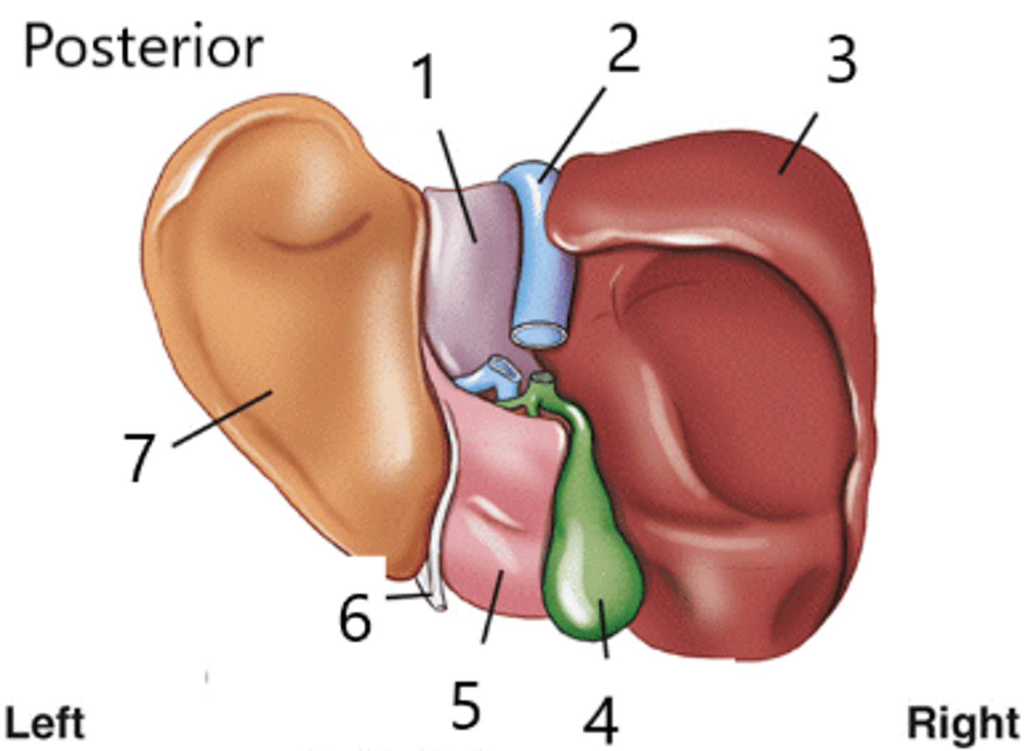 <p>Which structure is identified by the number 4?</p>