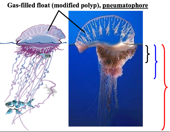 <p><span style="font-family: "Times New Roman", serif;"><span>Gonozooids: Male and female</span></span>; <span style="font-family: "Times New Roman", serif;"><span>One colony will be either male or female, not both – they release gametes into the water for fertilization</span></span></p><p class="MsoListParagraphCxSpMiddle"><span style="font-family: "Times New Roman", serif;"><span>Gastrozooids: With tentacle; Terminal mouth for feeding</span></span></p><p class="MsoListParagraphCxSpLast"><span style="font-family: "Times New Roman", serif;"><span>Dactylzooids: With highly retractable tentacle</span></span></p><p class="MsoListParagraphCxSpLast"><span style="font-family: "Times New Roman", serif;"><span>e.g. portugeuse man of war</span></span></p><p class="MsoListParagraphCxSpLast"><span style="font-family: "Times New Roman", serif;"><span>gas-filled float is a single polyp called a pneumatophore</span></span></p>