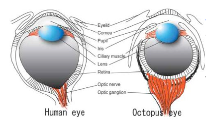 <p>similar form &amp; function</p><ul><li><p>NOT developed from common ancestor</p></li><li><p>different evolutionary origins</p></li></ul><p>—&gt; octopus eye vs. human eye</p><p>—&gt; lady bugs vs. birds</p><p></p>