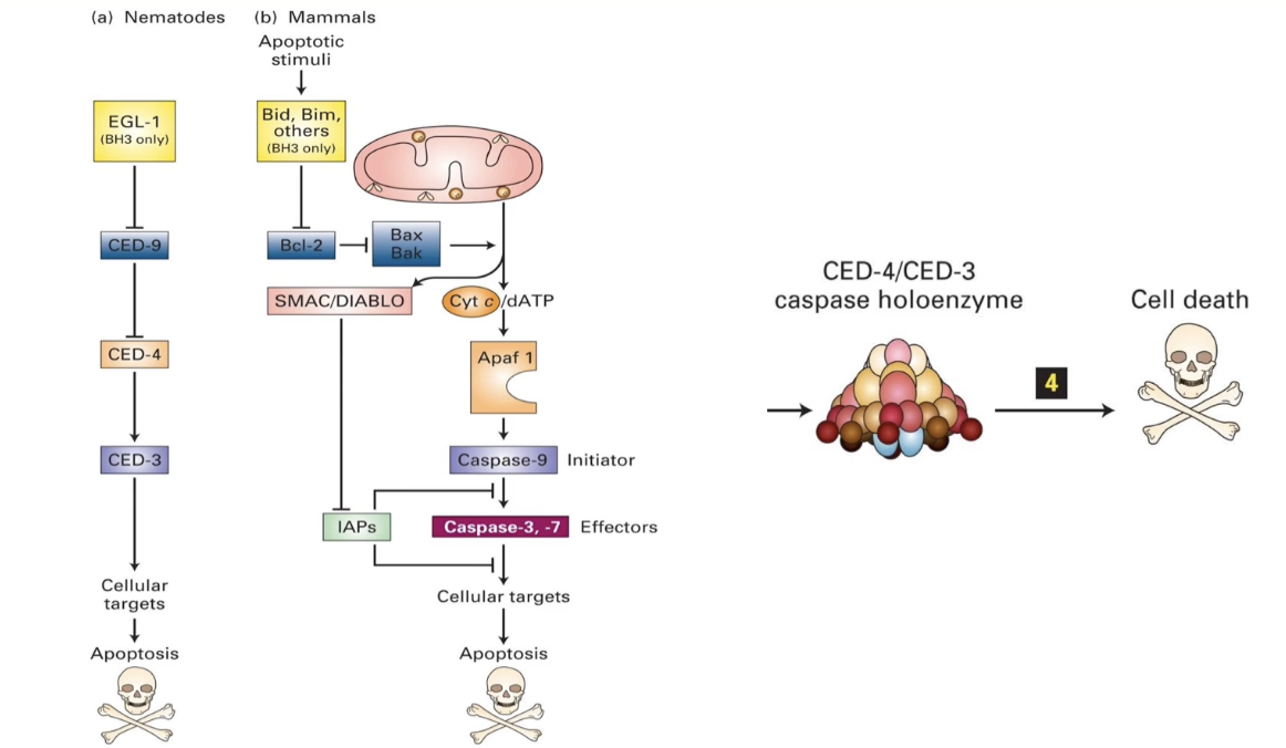 <p><strong>In <em>C. elegans</em></strong></p><ul><li><p><strong>ced-3 &amp; ced-4</strong>: essential for apoptosis</p><ul><li><p>Form the <strong>caspase holoenzyme</strong> (a protease)</p></li></ul></li><li><p><strong>ced-9</strong>: inhibits apoptosis by blocking caspase activation</p><ul><li><p>Loss-of-function → all cells die</p></li></ul></li><li><p><strong>egl-1</strong>: initiates apoptosis by inhibiting <strong>ced-9</strong></p></li></ul><p></p><p><strong>In Mammals</strong></p><ul><li><p><strong>EGL-1 homologs</strong>: <strong>Bid</strong> and <strong>Bim</strong> (BH3 family)</p></li><li><p><strong>CED-9 homolog</strong>: <strong>Bcl-2 </strong>on mitochondrial membrane</p><ul><li><p>Inhibits apoptosis; controls <strong>Bak/Bax</strong> (pro-apoptotic proteins)</p></li></ul></li><li><p><strong>CED-4 homolog</strong>: <strong>Apaf-1</strong></p></li><li><p><strong>CED-3 homolog</strong>: <strong>Caspase-9</strong></p><ul><li><p>Together form the <strong>apoptosome</strong> (mammalian version of caspase holoenzyme)</p></li></ul></li></ul><p></p><ul><li><p><strong>Caspase holoenzyme/apoptosome</strong> = protease → degrades proteins → cell death</p></li><li><p><strong>Loss of ced-3 or ced-4</strong>: no apoptosis</p></li><li><p><strong>Loss of ced-9</strong>: uncontrolled cell death</p></li></ul><p></p>