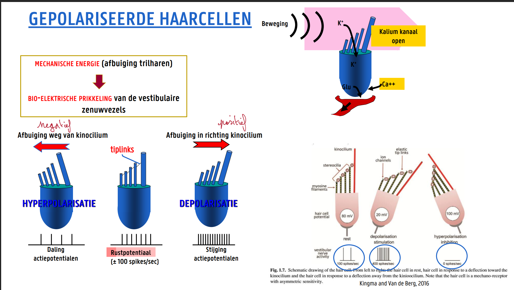 <ul><li><p>MECHANISCHE ENERGIE (afbuiging trilharen) → BIO-ELEKTRISCHE PRIKKELING van de vestibulaire zenuwvezels</p></li><li><p>Afbuiging weg van kinocilium = hyperpolarisatie (negatief)</p></li><li><p>geen buiging → Rustpotentiaal (± 100 spikes/sec)</p></li><li><p>Afbuiging in richting kinocilium = depolarisatie positief</p></li></ul><p></p>