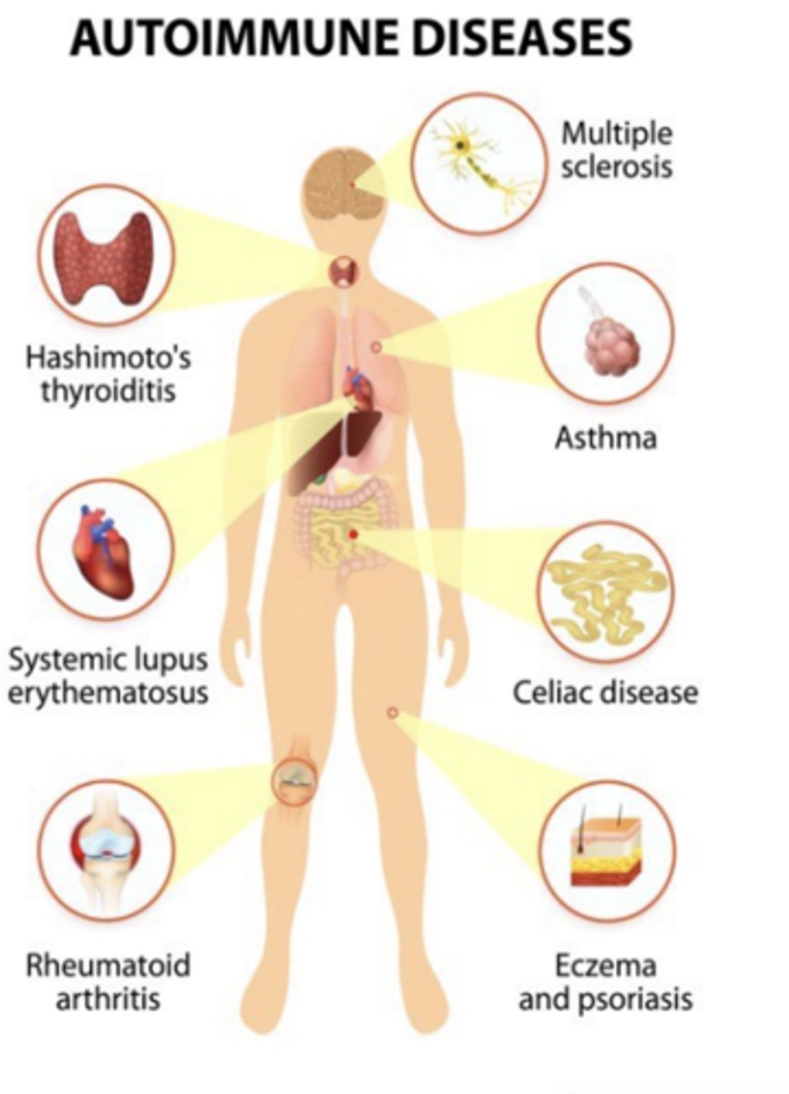 <p>- <strong><span style="text-decoration:underline">immune reactions against self (autologous) antigens</span></strong>, called <strong>autoimmunity</strong>. Diseases they cause are called <strong>autoimmune diseases</strong></p>